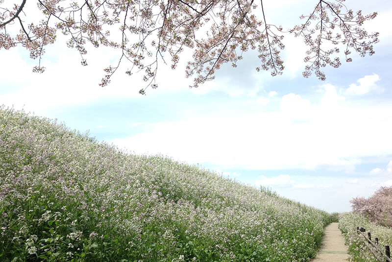 下丸子付近多摩川河川敷 春の土手