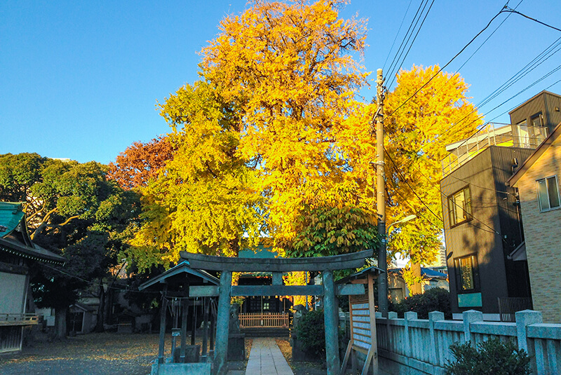 下丸子鎮守 六所神社 銀杏の黄葉